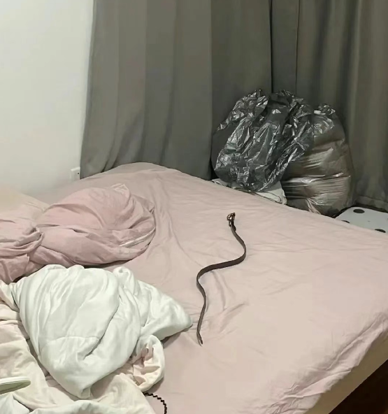 文商期货配资 轻松一秒：陌生胸罩出现在家里，看老公怎么解释？